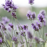 Natural Fragrance Line Sample Flight $25