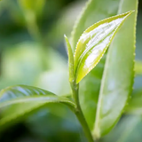White Tea Pomelo **You can order a sample of this fragrance OR select your desired product and enter the fragrance name in the 'Custom Fragrance' section.