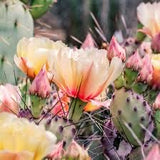 Baja Cactus Blossom