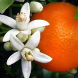 Neroli Blossom