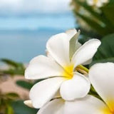 White Plumeria