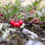 Cranberry Birch