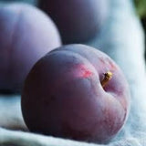 Cashmere Plum