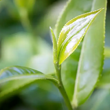 White Tea Pomelo