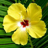 Hibiscus Palm