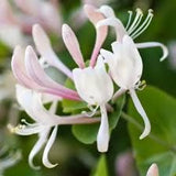 Tropical Honeysuckle