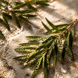 Tea Tree **You can order a sample of this fragrance OR select your desired product and enter the fragrance name in the 'Custom Fragrance' section.
