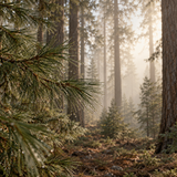 Pacific Pine  **You can order a sample of this fragrance OR select your desired product and enter the fragrance name in the 'Custom Fragrance' section.