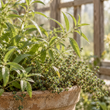 Verbena + Thyme **You can order a sample of this fragrance OR select your desired product and enter the fragrance name in the 'Custom Fragrance' section.