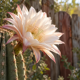 Cactus Blossom **You can order a sample of this fragrance OR select your desired product and enter the fragrance name in the 'Custom Fragrance' section.