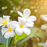 Tropical Honeysuckle